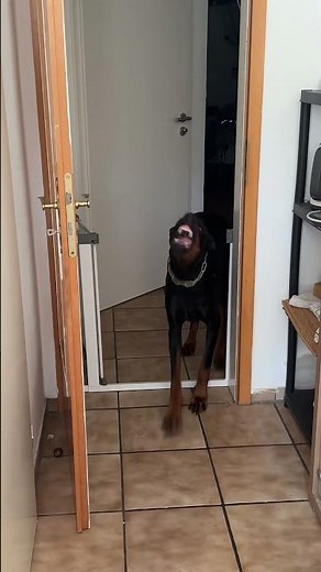 DOBERMANN Reav crosses the border ‼️