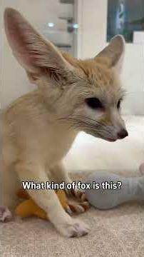 Do you know this many types of foxes! #popular #facts #trythatinasmalltown #food #usa