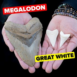 965K views · 5.1K reactions | How did one of the largest apex predators on planet Earth go extinct? Check out today's new epic video where we explain how the Megalodon actually died off. What killed off this giant shark for good? Find out in today's video as we dive deep into the ocean to find out! | The Infographics Show | Facebook