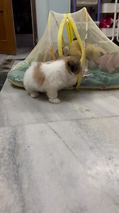 hih Tzus are the ultimate companions with their affectionate nature, playful spirit, and that signature fluffy charm. Whether they’re snuggling on your lap or prancing around with joy, they bring happiness wherever they go. Life with a Shih Tzu is full of love, laughs, and unforgettable moments! #ShihTzuLove #FluffyCompanion #ShihTzuOfInstagram #SmallDogBigPersonality #DogReels #FurryFriendForever #DogLoversUnite #DogsAreFamily #PuppyJoy | Shihtzuadvice.com