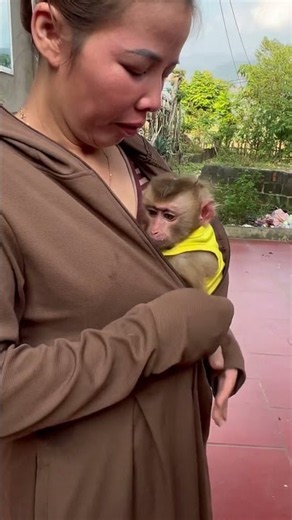 The mischievous little monkey crawled inside its mother's shirt and sat quietly drinking milk 🍼