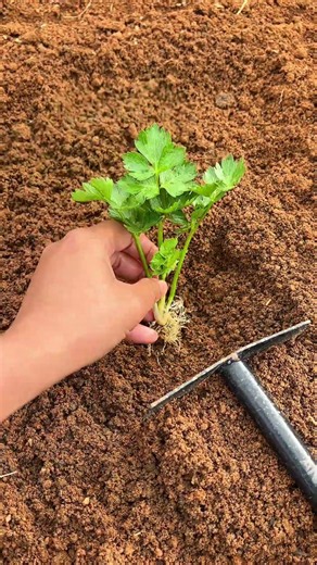 Mastering Small-Scale Celery Planting: Precision Technique #shorts