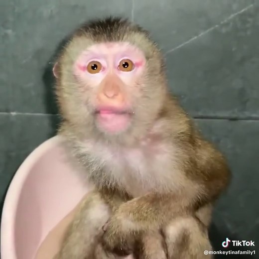 Monkey Learns to Use the Potty Independently