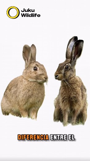 Diferencia entre los conejos y liebres ‼️🐇🐰 #animales #conejos #liebres #caza | Juan Sebastián Codoceo Rivera