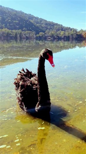 watch_Listen_post memories (@watchlistenpostmemories)’s videos with Calm and Peacful - Relaxation Ensemble