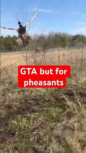 Pheasant hunting on a preserve in USA #bartonoutfitters