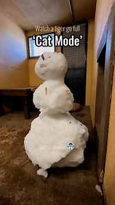 Cats will be cats— tigers included! 😹🐅 It’s easy to see domestic cat-esque characteristics in tiger Dash as he bats around enrichment in his indoor bedroom ☃️. After sufficiently destroying his snowman, it was back out to his free roaming habitat for more snow-filled fun! ❄️ #sanctuary #rescuecat #animalsanctuary #animalsanctuarylife #snowday #minnesotasnow #minnesotanonprofit #catbehavior #catlovers #funnycat #cattoys #catfun #tiger #tigers #bigcat #bigcats #rescueanimals #wildliferescue #wil