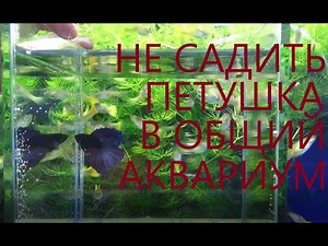 ЕСЛИ ПОСАДИТЬ ПЕТУШКА В ОБЩИЙ АВАРИУМ -- СЛУЧИТСЯ ЭТО!