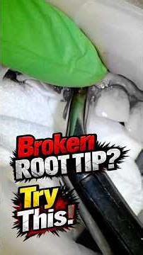 Root Tip Fracture: Try This