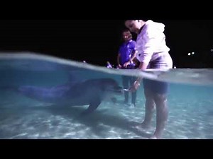 Wild Dolphin Feeding | Tangalooma Island Resort
