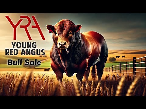 🔥 6th Annual Bull Sale – Powerful, Forage-Raised Bulls Ready to Perform! 🏆
