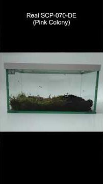 SCP-070-DE | The Pink Colony (SCP Library)