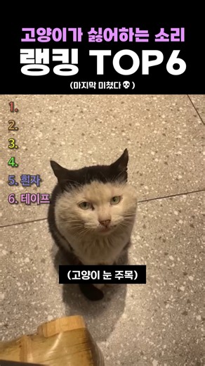 고양이가 싫어하는 소리 랭킹 TOP6