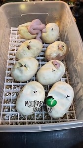 I hope you guys like Blue Eyed Lucys! | The Molinaro Snake Lab