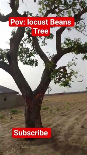 Do you use locust Beans to cook? #highlights ‪@TopViralTalentYT‬