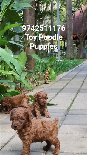 Toy Poodle Puppies for Sale