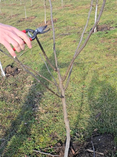How to prune a fig tree?