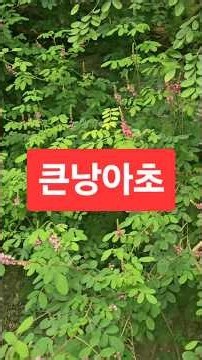 781#큰낭아초 #낭아초 #숲보기 #서기영 #숲해설가