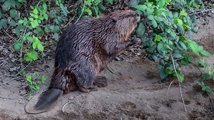 A native Calif. species is making a major comeback