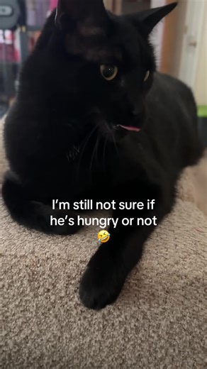 Finding the Perfect Meow: Cat Communication Tips