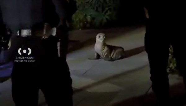 Video: Baby sea lion found wandering San Francisco streets