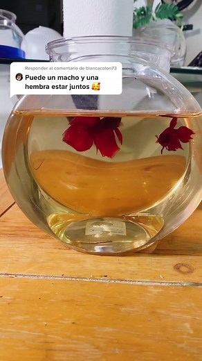 ¿Betta macho y hembra pueden vivir juntos?