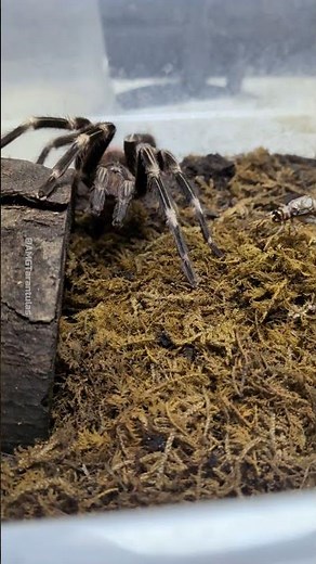 Brazilian Red & White Tarantula (Vitalius Chromatus) Goes Flying #tarantula #tarantulashorts