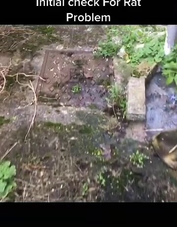 Triumph Pest Control on TikTok