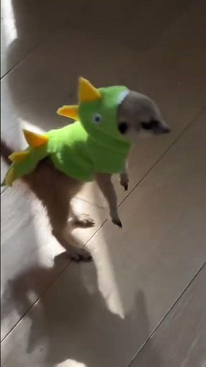 Dressed meerkat explores home and stands upright in Zhejiang, China