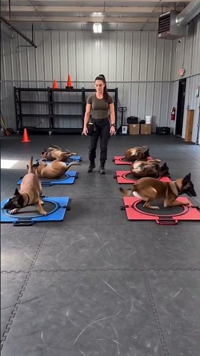 Amazing Dog Training Session | Multiple Dogs Learning Obedience & Focus 🐕🔥