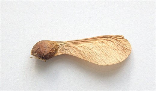 The origin of Galileo's equivalence principle