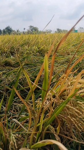 11K views · 59 reactions | Cuộc sống miền tây | Toan Mai | Facebook