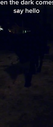 Sirius Black Wolf on TikTok