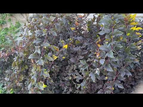 NineBark Plant Profile