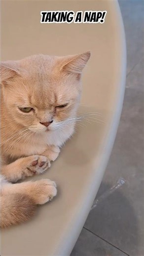 #cat #nap #funny