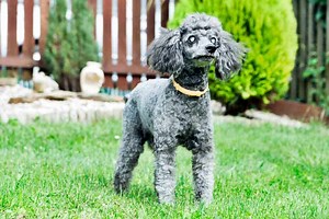 4 Best Toys For Blind Dogs: Top Picks for Visually-Impaired Pooches!