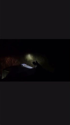 Javali na corrida com o laser na carabina #javali #shorts #hunting