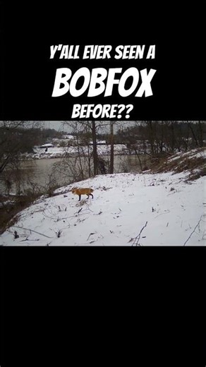 Bobtailed FOX?!? Predators on the Prowl! #fox #river #predator