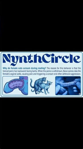 Why Female Cats Scream During Mating Explained #goviral #viral #cat