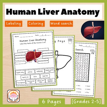 Anatomy of the Human Liver | Biology & Digestive System | Science Labeling