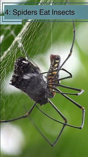10 Fascinating Spider Facts for Kids Fun and Creepy-Crawly Facts About Spiders #spiderfacts