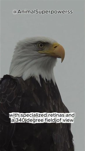 Eagle Eyes vs Human Eyes Who Wins?