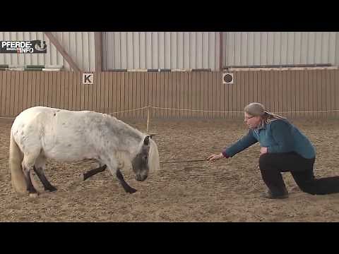 Zirkuslektion: Das Kompliment (www.pferde-magazin.info)