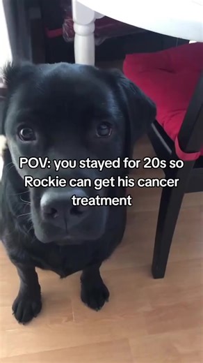 My Rockei in trouble 🐾. She's been sick for so long, and the vet says she's got a critical month ahead 😔. Urgent surgery's needed, but it's gonna cost 1500 bucks 💸. Every day counts, and I'm counting on your kindness 🙏. If you can spare a bit, it'll help save her life 🐶. Follow me for updates on Rockei journey 🐾 #HelpRenaHealing#doglovers #savemydog