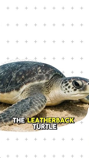 Not all turtles are the same… which one is your favorite? 🐢💚