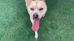 A5168545 ✰ SHAWNEE -7/19/21- ***UPDATE! Adopted in 2018 RETURNED JULY 2021*** 🐶🐾💟 Please FOSTER or ADOPT Today! 💟🐾🐶 ➡️ ADOPTIONS and RESCUES can be done by APPOINTMENT Please EMAIL carson@animalcare.lacounty.gov ⬅️ Sweet SHAWNEE was adopted 3 years ago as a PUPPY and now RETURNED to the shelter JULY 2021 and she needs help. The owner said she is Housebroken, good with other dogs and good on a leash. She will be available for public adoption, it is recommended she go to a home with middle s