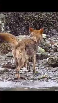 🐺🌊 “Sea Wolves: The Ocean’s Wild Hunters | Untold Secrets of the Coastal Wolves 🌲🐾”
