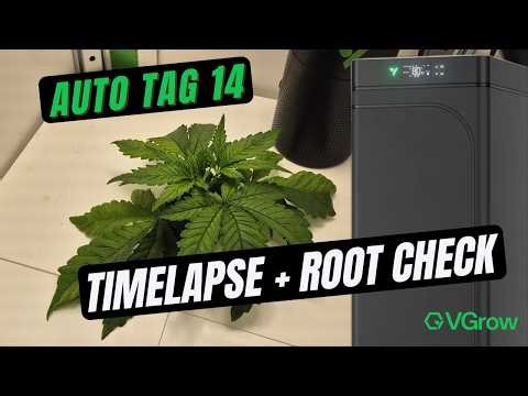 VGrow: Woche 2 – was lief schief, was läuft jetzt? ✅ (DWC)