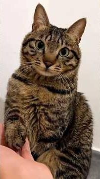 How To Make Your Cat Feel Embarrassed 😂
