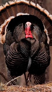 6.1K views · 133 reactions | Grand Slam sketches. ✍ 旅 旅旅旅 Available individually or as a set. ALL my wildlife art sketches are Buy 3 Get 1 Free and come individually signed and stamped. RyanKirby.com/collections/wildlife-art-sketches #wildlyoriginal #artofhunting #mancave #mancaveideas #turkeyhunting #turkeyseason #merriams #riogrande #osceola #eastern #wildturkey #sketch #wildlifeart | Ryan Kirby Art | Facebook